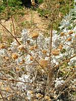Chrysantheme - Chrysanthemum 'Dentelle d'argent' (en Corse) (03) (Photo F. Mrugala)